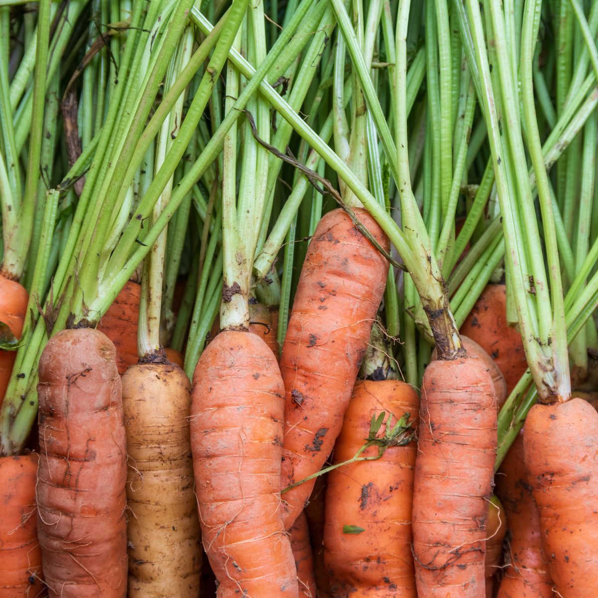 Carrots - vitamin A source photo
